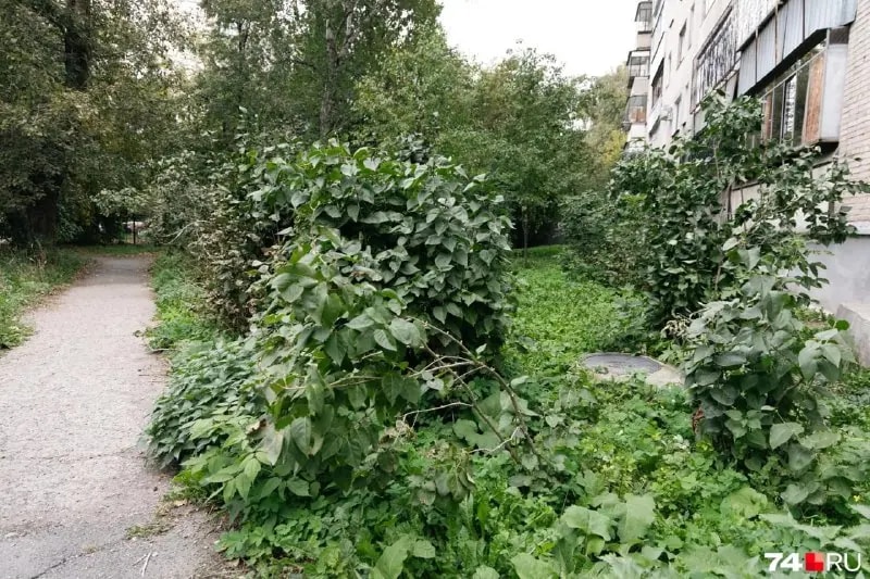 В Челябинске на мать пятерых детей завели дело за обрезку сирени
