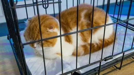 Почти 200 питомцев выпустили из Челябинска за границу