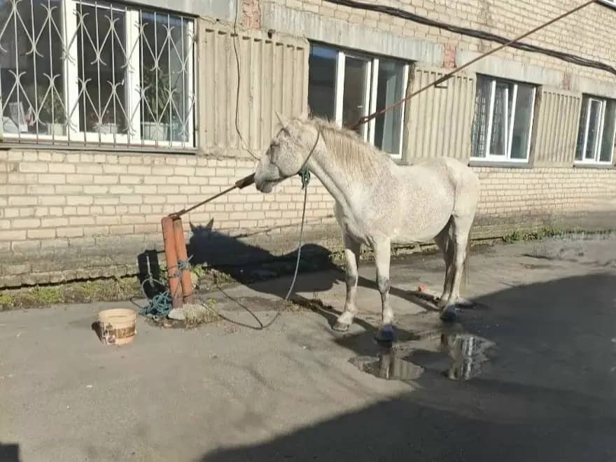 В Копейске полицейские вернули хозяину похищенного коня