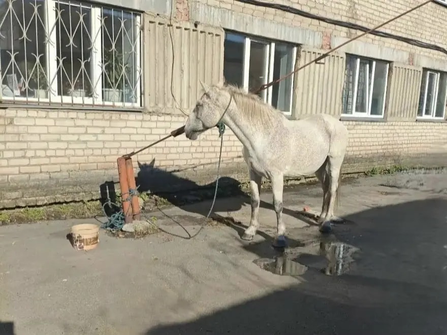 В Копейске полицейские вернули хозяину похищенного коня