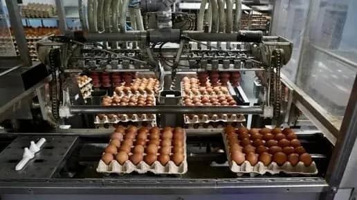 Челябинские инженеры внедрят роботов на птицефабриках России