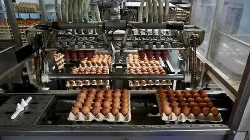 Челябинские инженеры внедрят роботов на птицефабриках России