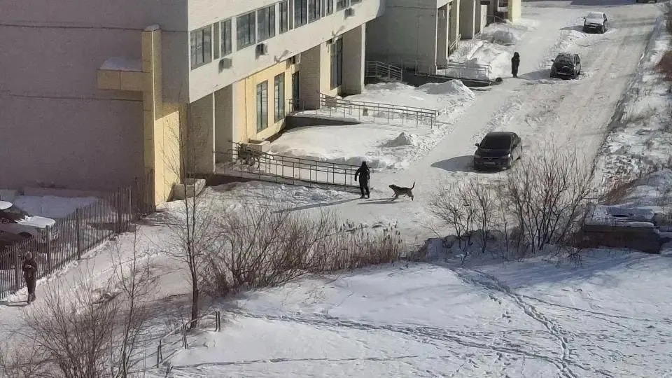 Суд взыскал с мэрии Челябинска 360 тысяч рублей за нападения собак на детей