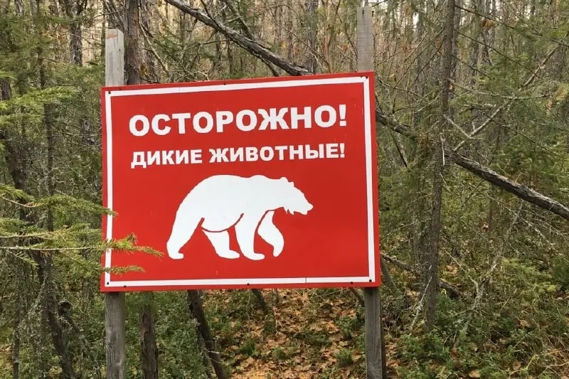 Эколог предупредил о медведях-шатунах в Челябинской области
